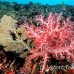 coral_soft_ni_h_0705_png1593.jpg